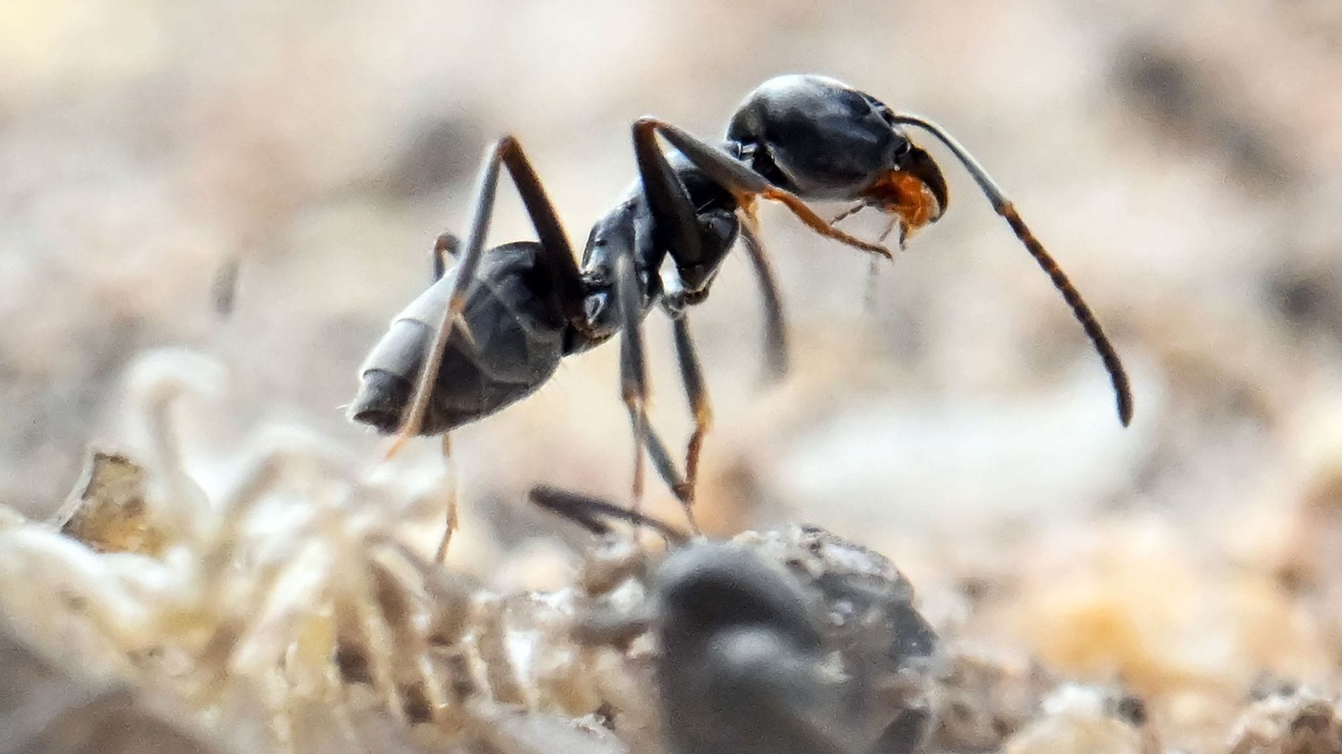 Ameisen sind nützliche Tiere. Doch sie können auch zum Problem werden. Um zu wissen, ob man sich Hilfe holen sollte, ist eine Sache unerlässlich.