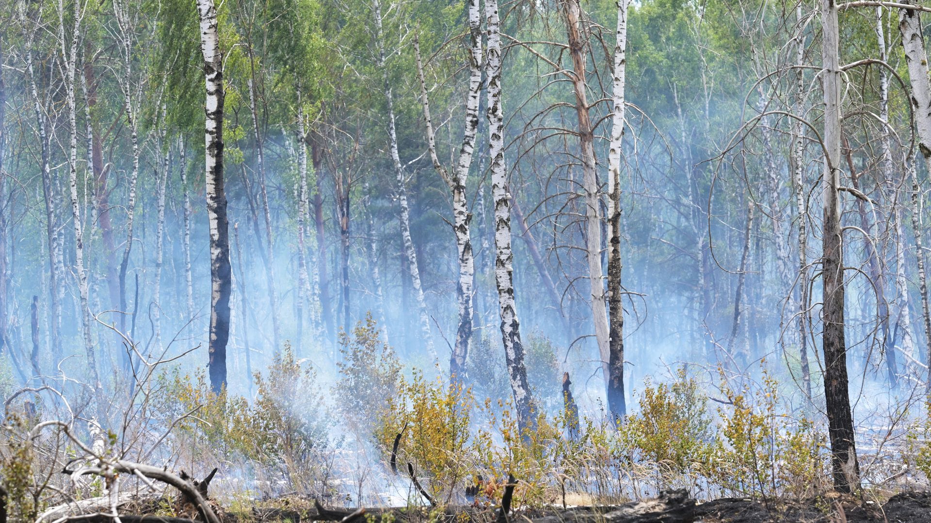 Die Gefahr für Waldbrände im Südwesten nimmt im Mai ab. (Symbolfoto)