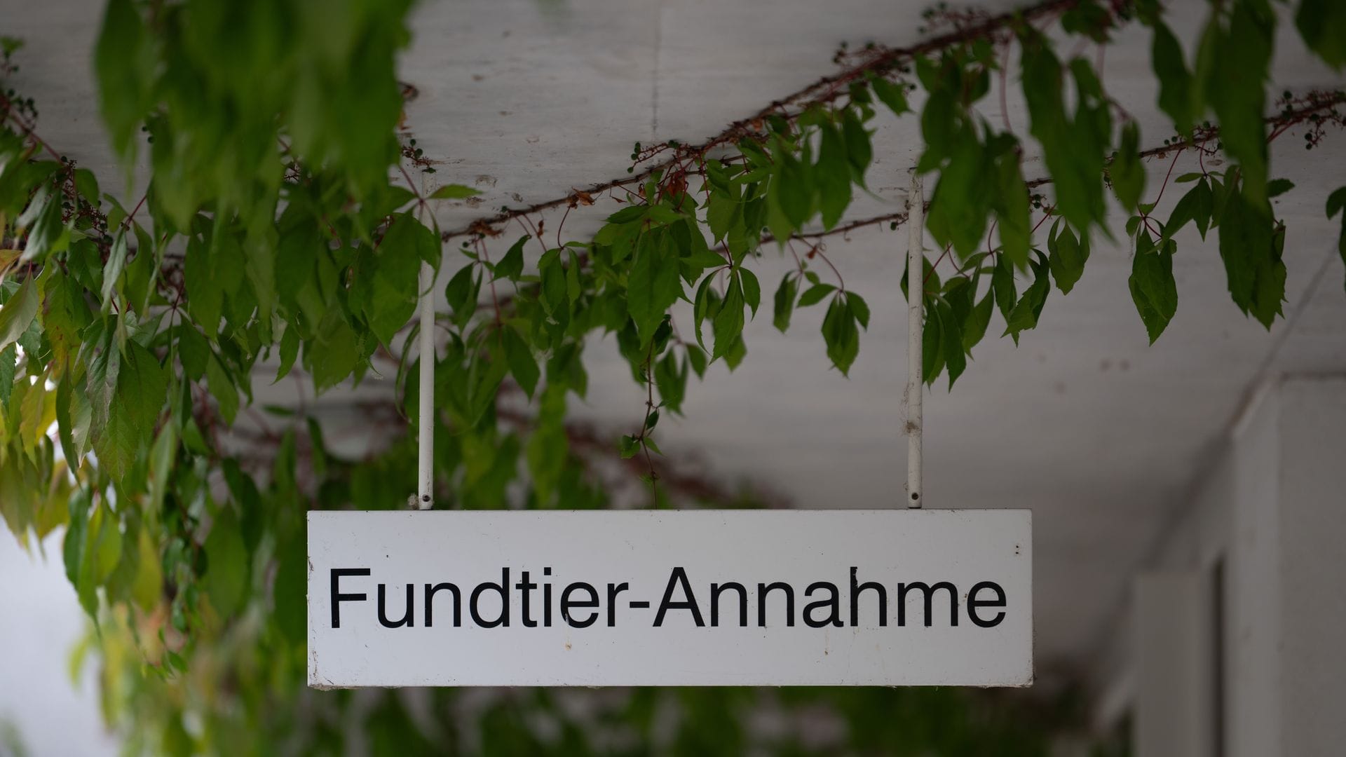Rettung für ausgesetzte Katzen: die "Fundtier-Annahme" im Tierheim Berlin. (Archivbild)