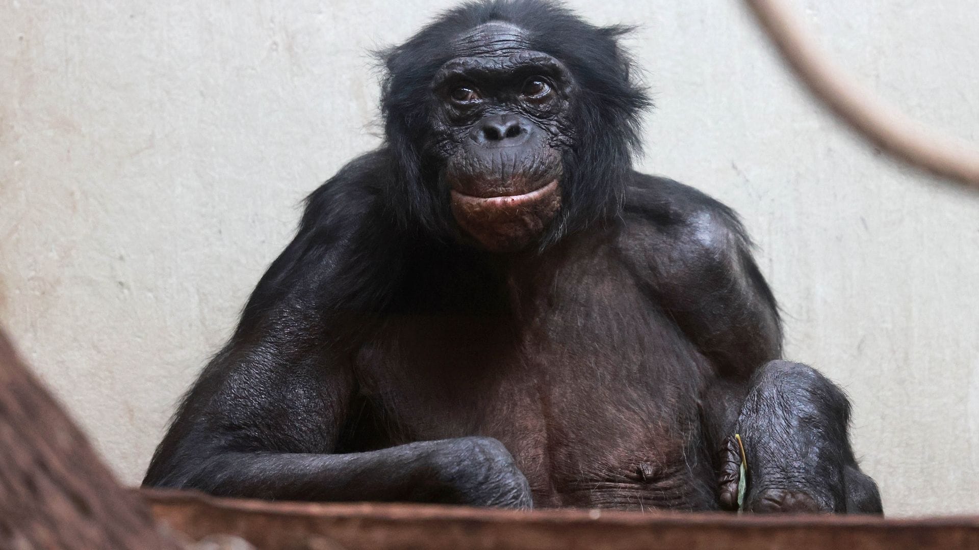 Viele Tiere werden im Zoo deutlich älter als im Mittel in der Wildbahn.