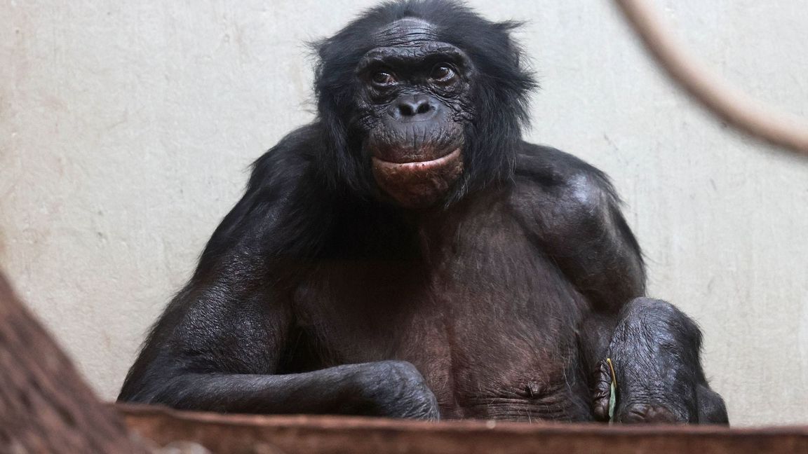 Viele Tiere werden im Zoo deutlich älter als im Mittel in der Wildbahn.