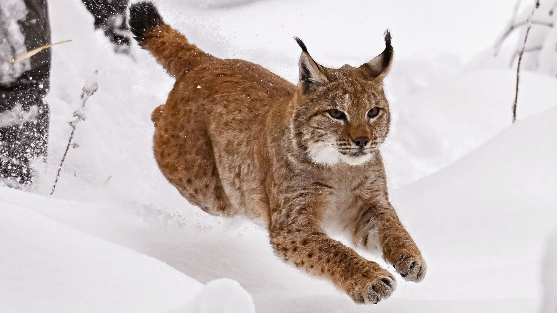 Der männliche Luchs „Portus“ ist seit November 2024 in Baden-Württemberg. (Archivbild)