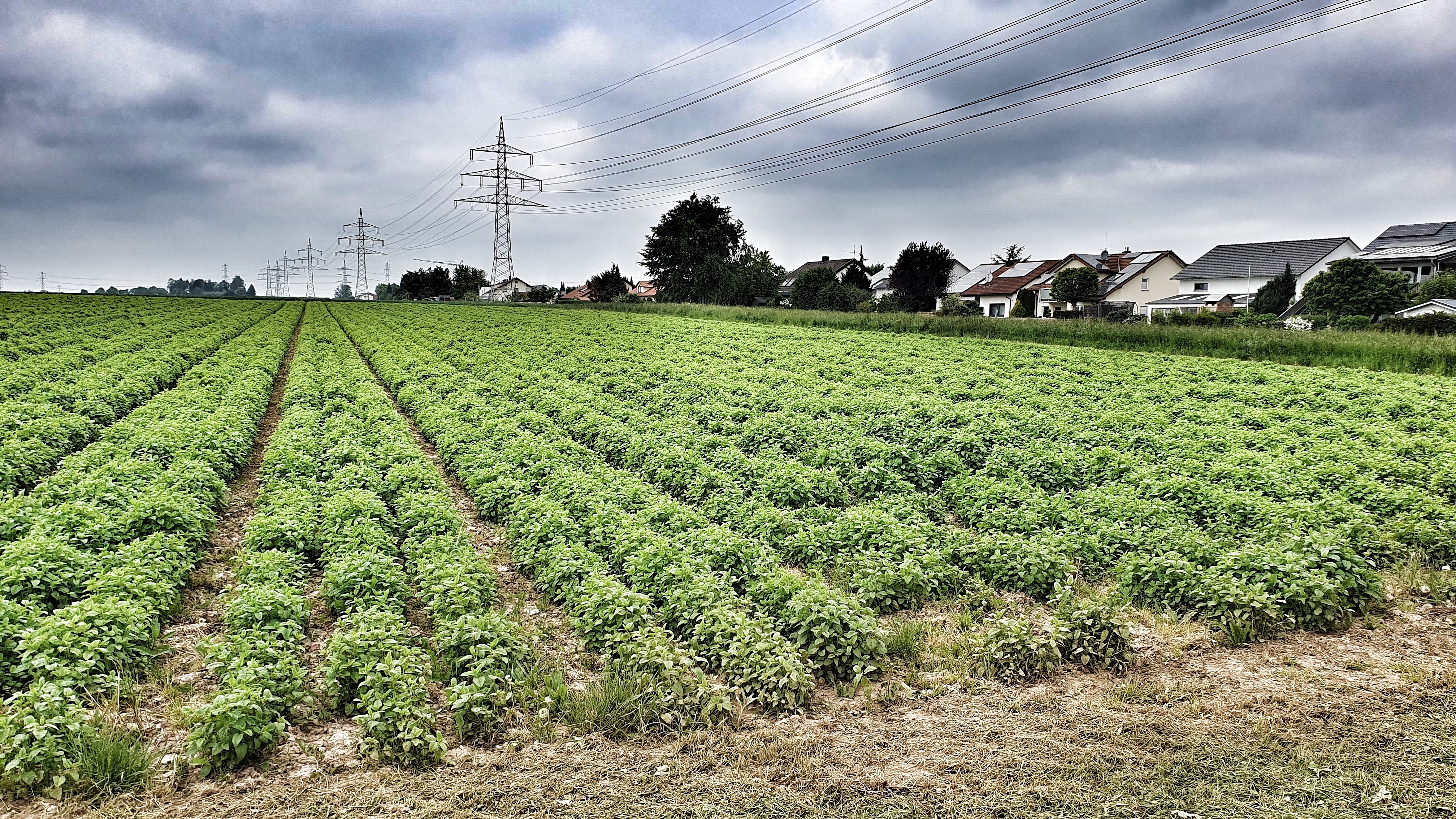 Die Stadt sieht auf den Äckern am Mühlweg am Maichinger Ortsrand Richtung Sindelfingen Wachstumspotenzial.       Bild: Wegner