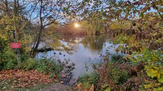 Der Grund des Murkenbachsees muss dringend vom Schlamm befreit werden. Zudem soll sein Südufer so umgestaltet werden, dass Fußgänger wieder mehr von ihm zu sehen bekommen. Bild: Hamann