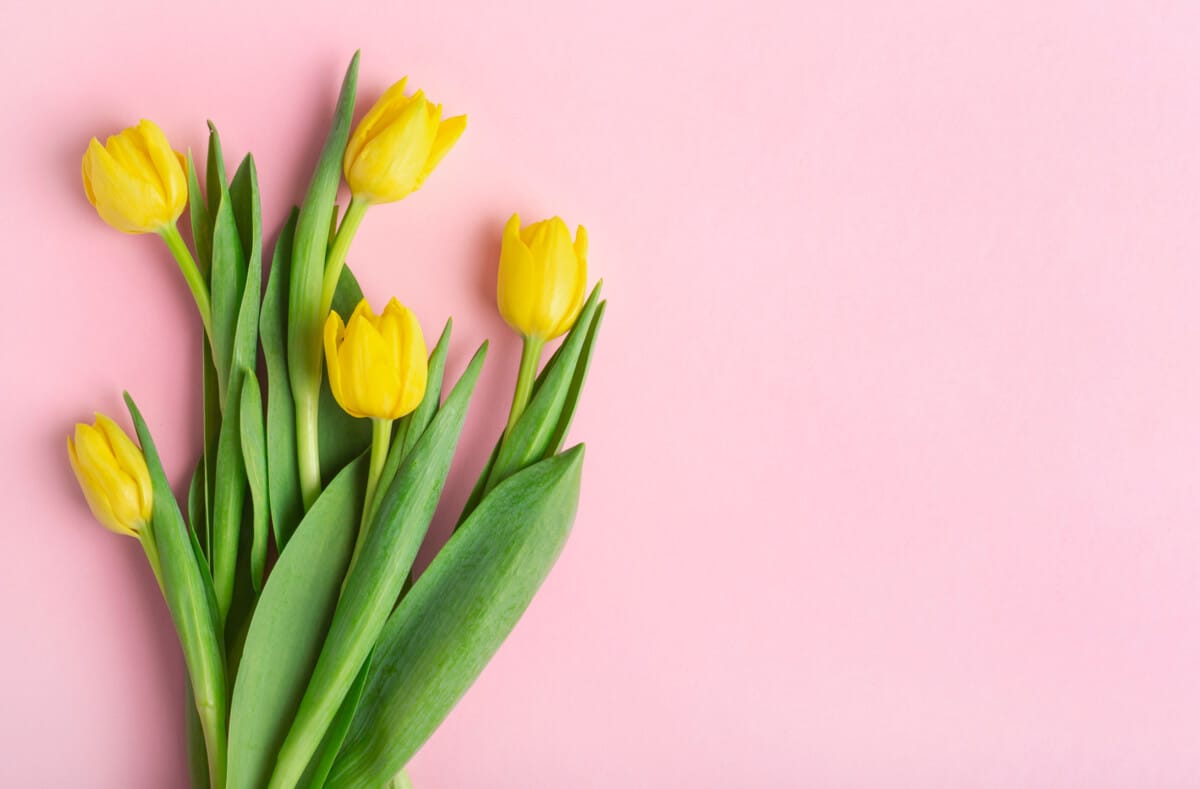 Erfahren Sie, warum Tulpen ihre Köpfe hängen lassen, wie Sie sie wieder aufrichten können und welche Tricks helfen, die Blumen länger frisch zu halten.