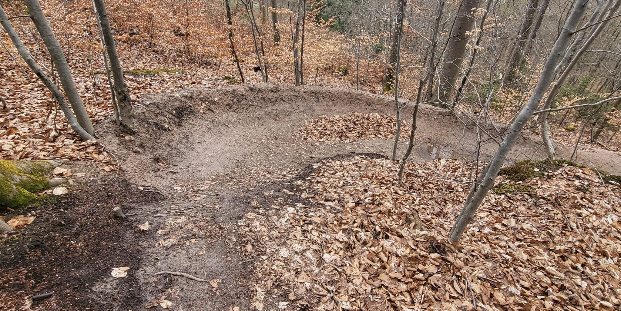 Eine der Mountainbike-Strecken im Sindelfinger Wald. Über mögliche Legalisierungen wird derzeit diskutiert.
