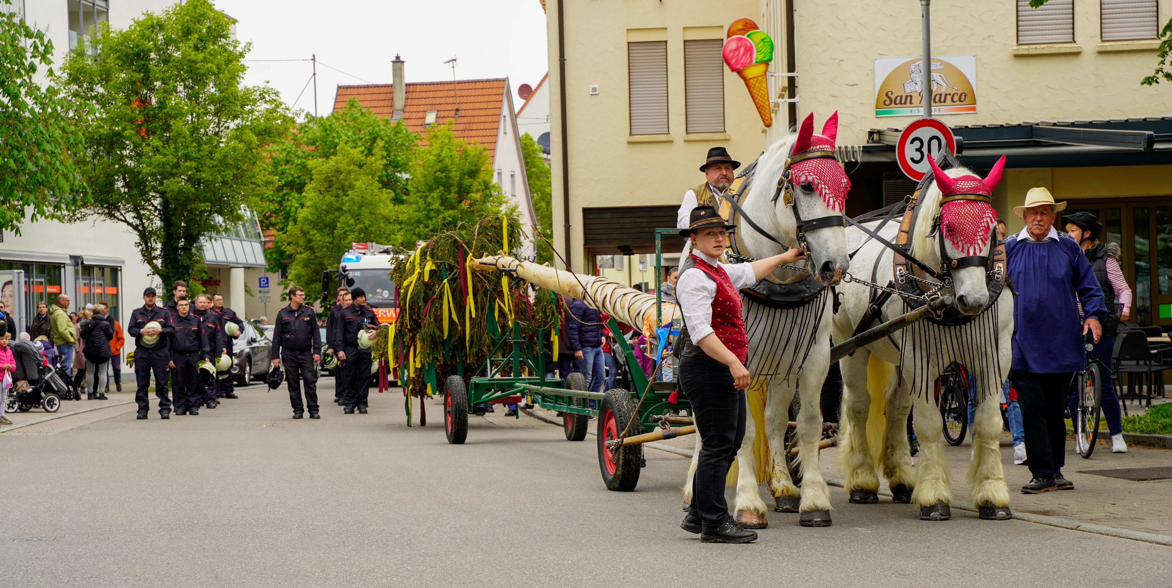 Das Pferdegespann zieht den Maibaum.