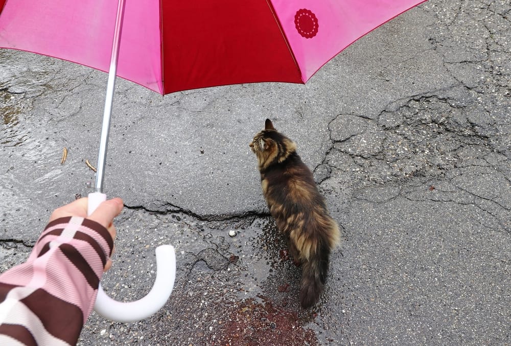 Kommt der Sommer bald wieder?