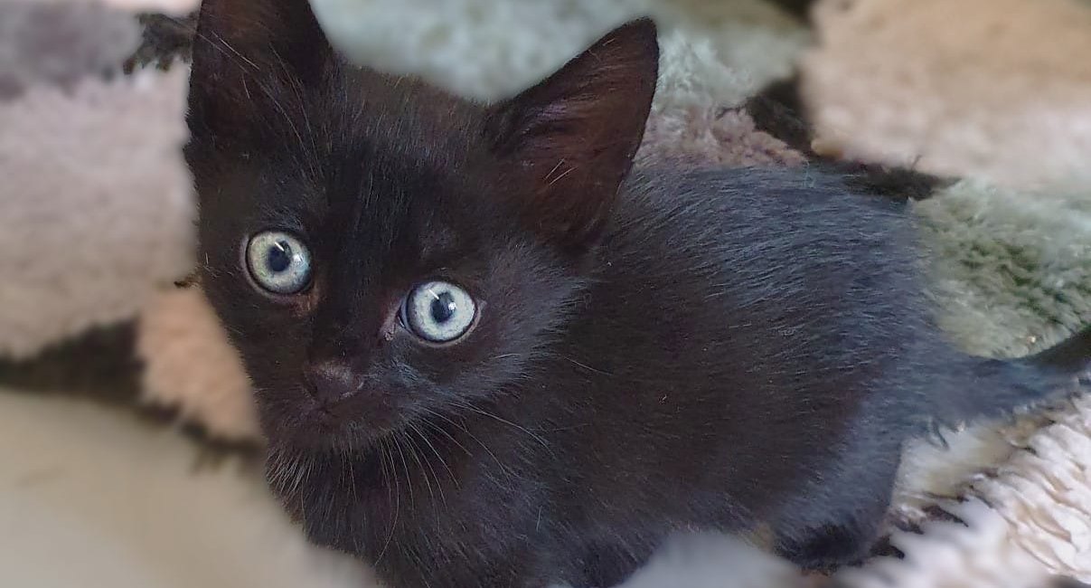 Getigert, dreifarbig, schwarz-weiß, kurz- oder langhaarig – im Tierheim ist für jeden Katzenfreund etwas dabei.