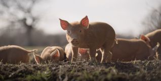"Wildes Land - Rückkehr der Natur"