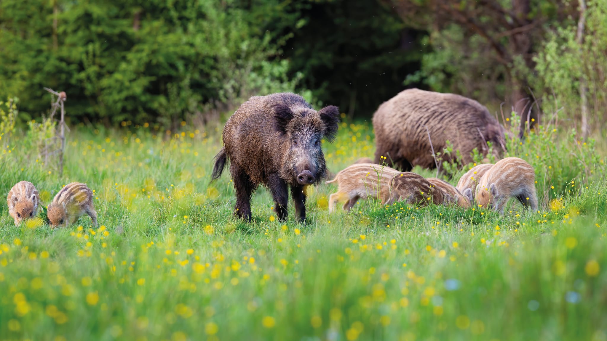 Am Samstag werden bei Ehningen Wildschweine gejagt. Bild: z