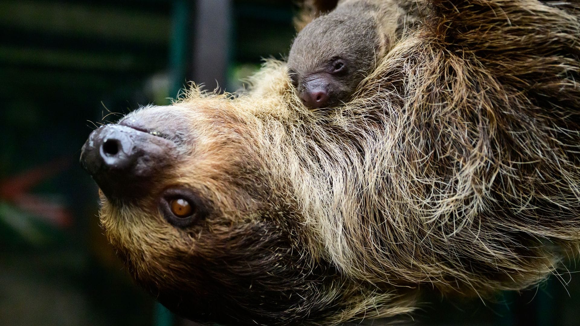 Die Faultiermama hatte schon im vergangenen Jahr ein Junges zur Welt gebracht.