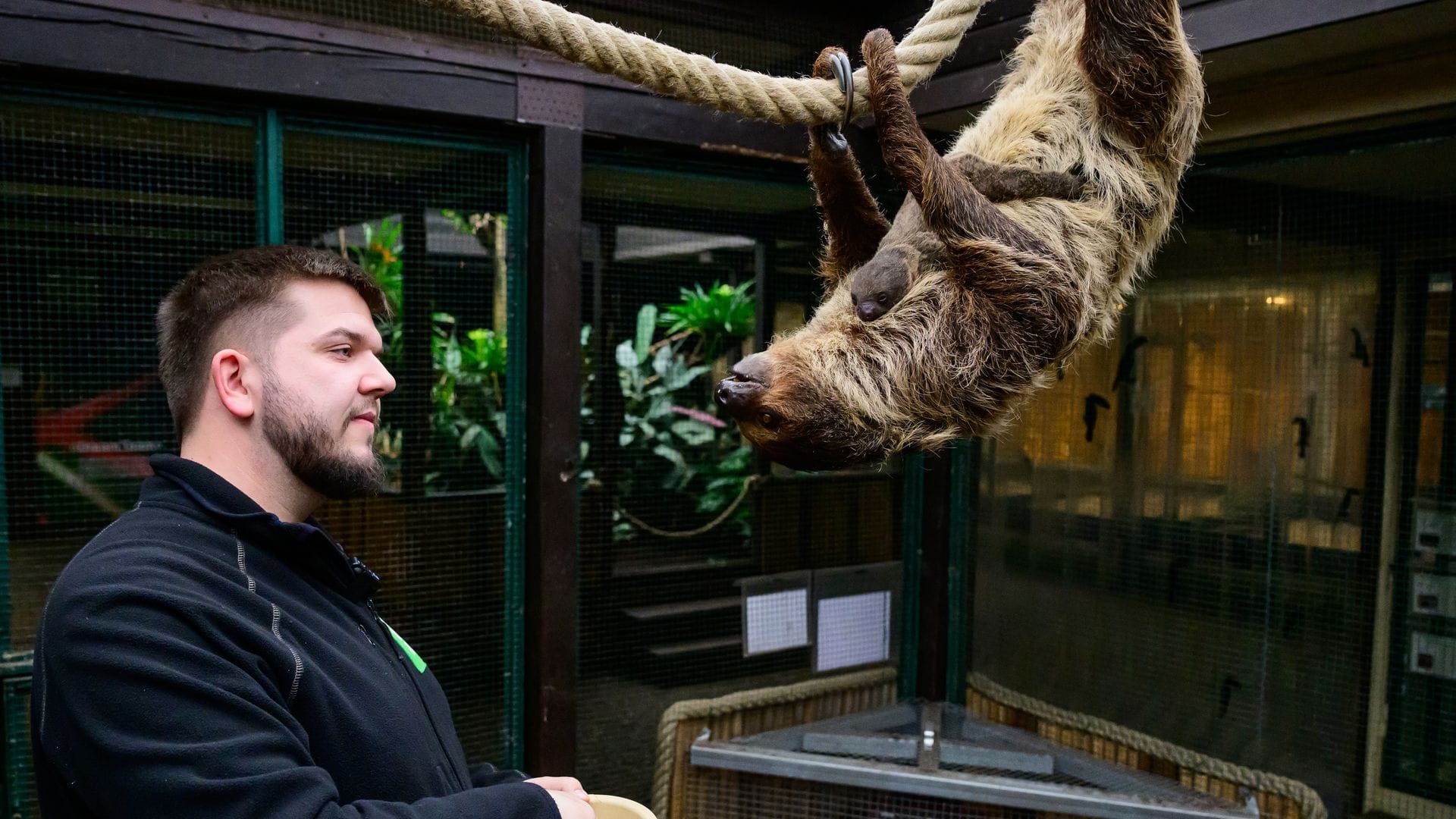 Faultieren sieht man nicht unbedingt an, dass sie schwanger sind.