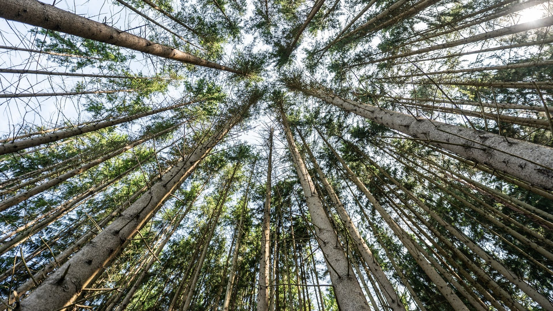 Der Wald in Deutschland bleibt laut einem neuen Bericht unter "Dauerstress". (Archivbild)