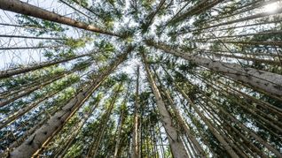 Der Wald in Deutschland bleibt laut einem neuen Bericht unter "Dauerstress". (Archivbild)