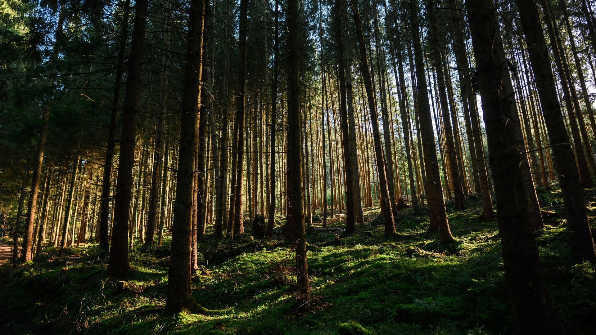 Der Zustand der deutschen Wälder bleibt angespannt. (Archivbild)