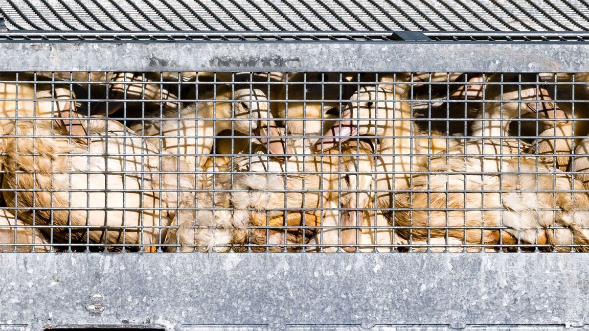 Geflügel muss im Stall bleiben