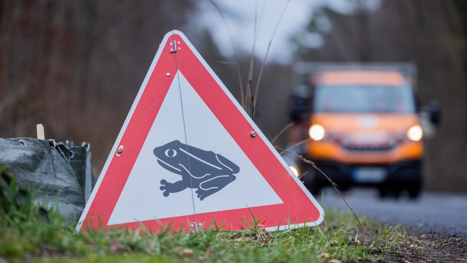 Zum Laichen wandern die Tiere meistens zu dem Gewässer, in dem sie selbst geboren sind (Archivbild).