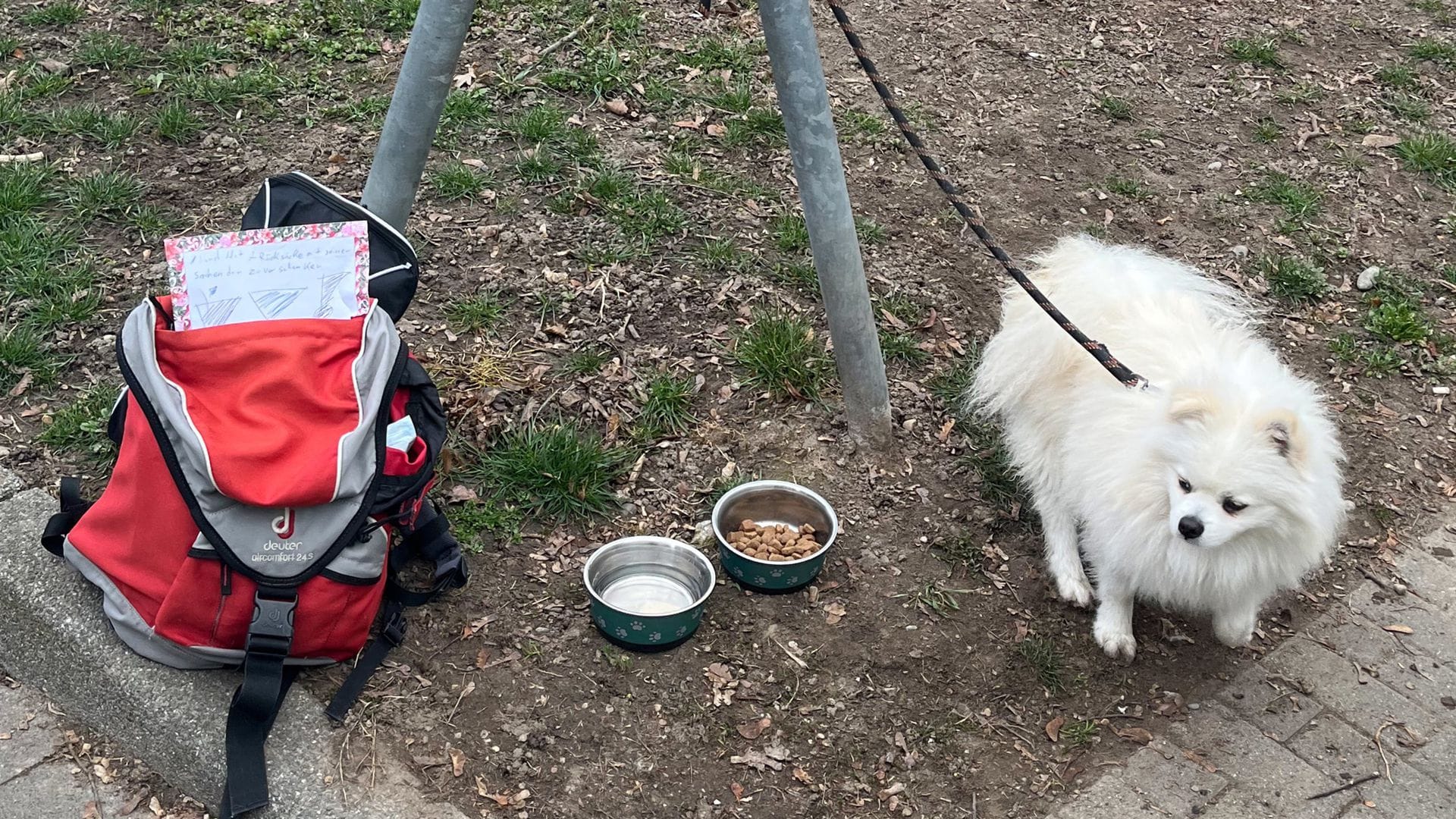 Der Hund löste einen Ansturm beim örtlichen Tierheim aus.