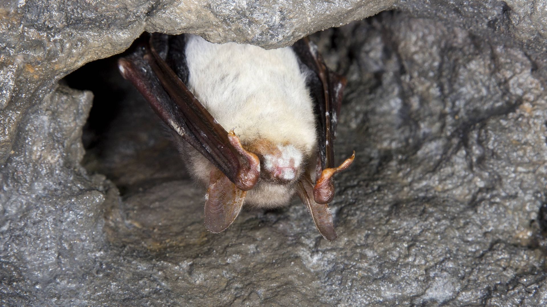 Weißnasenkrankheit bei einer Fledermaus.