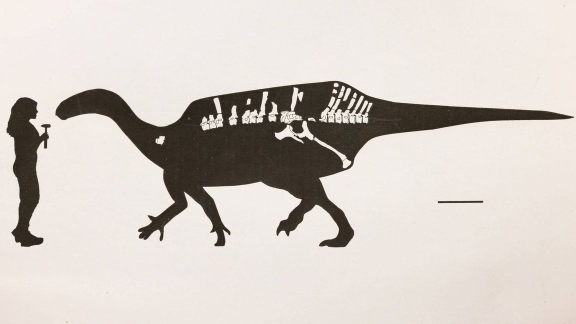 Darstellung von Istiorachis macaruthurae im Vergleich zum Menschen