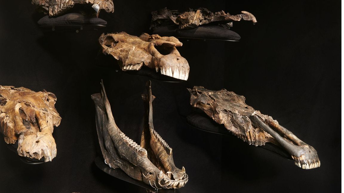 Schä¤del der ausgestorbenen Pferdeart „Equus mosbachensis“ aus der Ausstellung im paläon Forschungsmuseum.