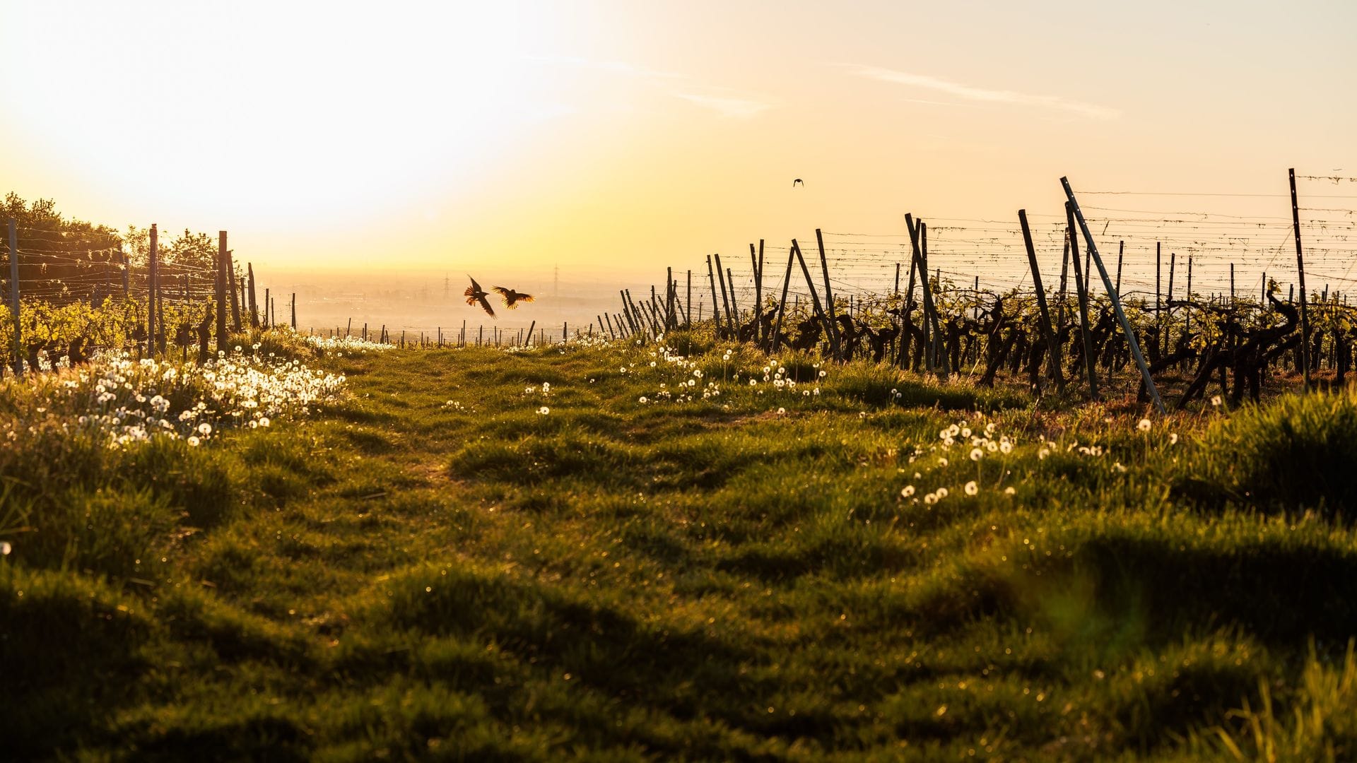 Schon am Morgen macht die Sonne mächtig Eindruck. (Archivbild)