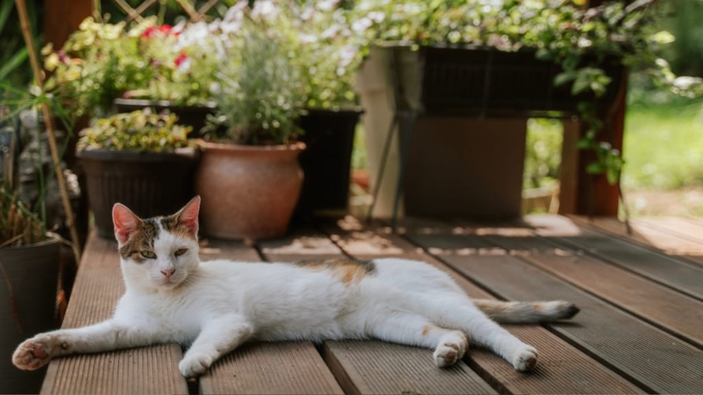 Katzen und Hitze: Wann wird es den Samtpfoten zu heiß?