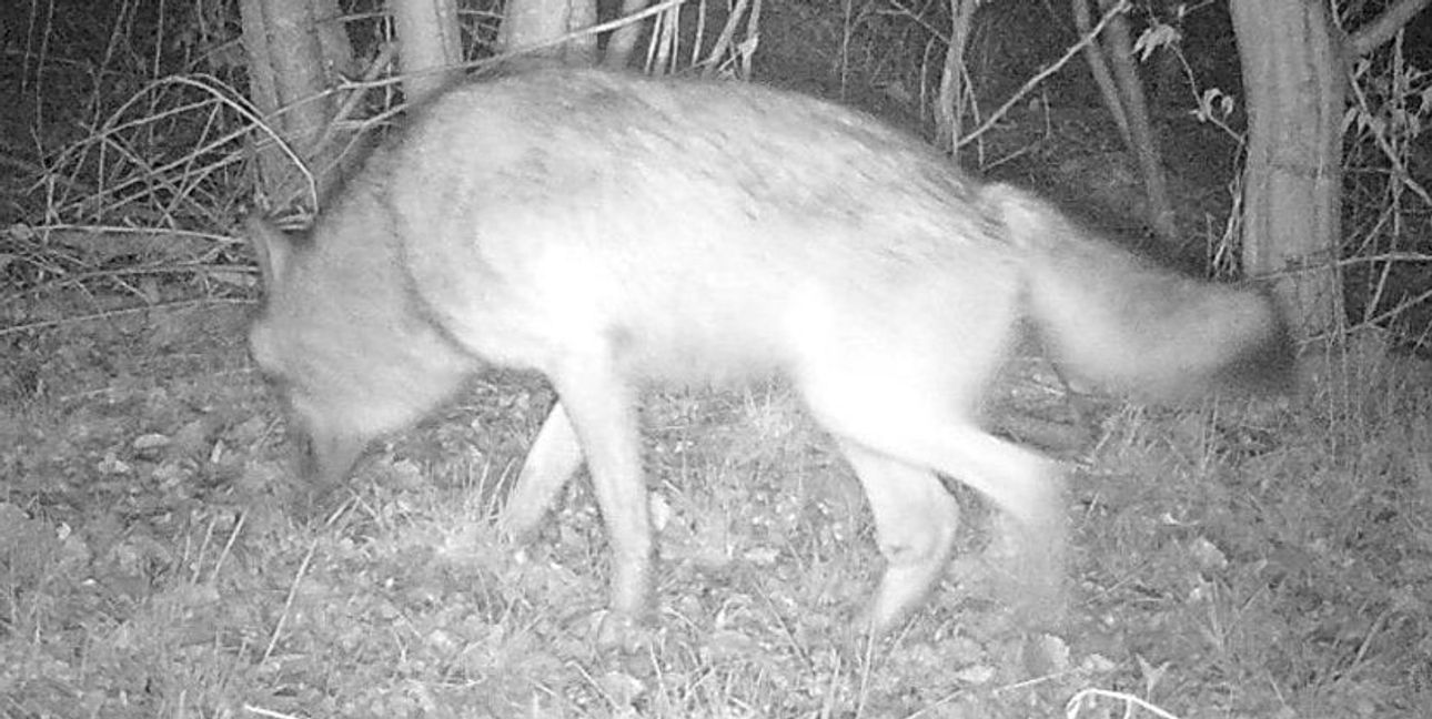 Anfang April: Der Wolf schleicht durch den Wald in Rutesheim.