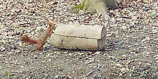 Man muss genau hinschauen: Ein Eichhörnchen trainiert, um die Kirrung aufzubekommen.
