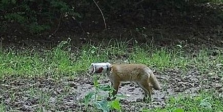 Auch hier muss man genau hinschauen: Müll im Wald: sieht lustig aus, ist aber traurig.