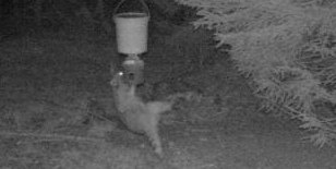 Ein Waschbär am Futterautomat.