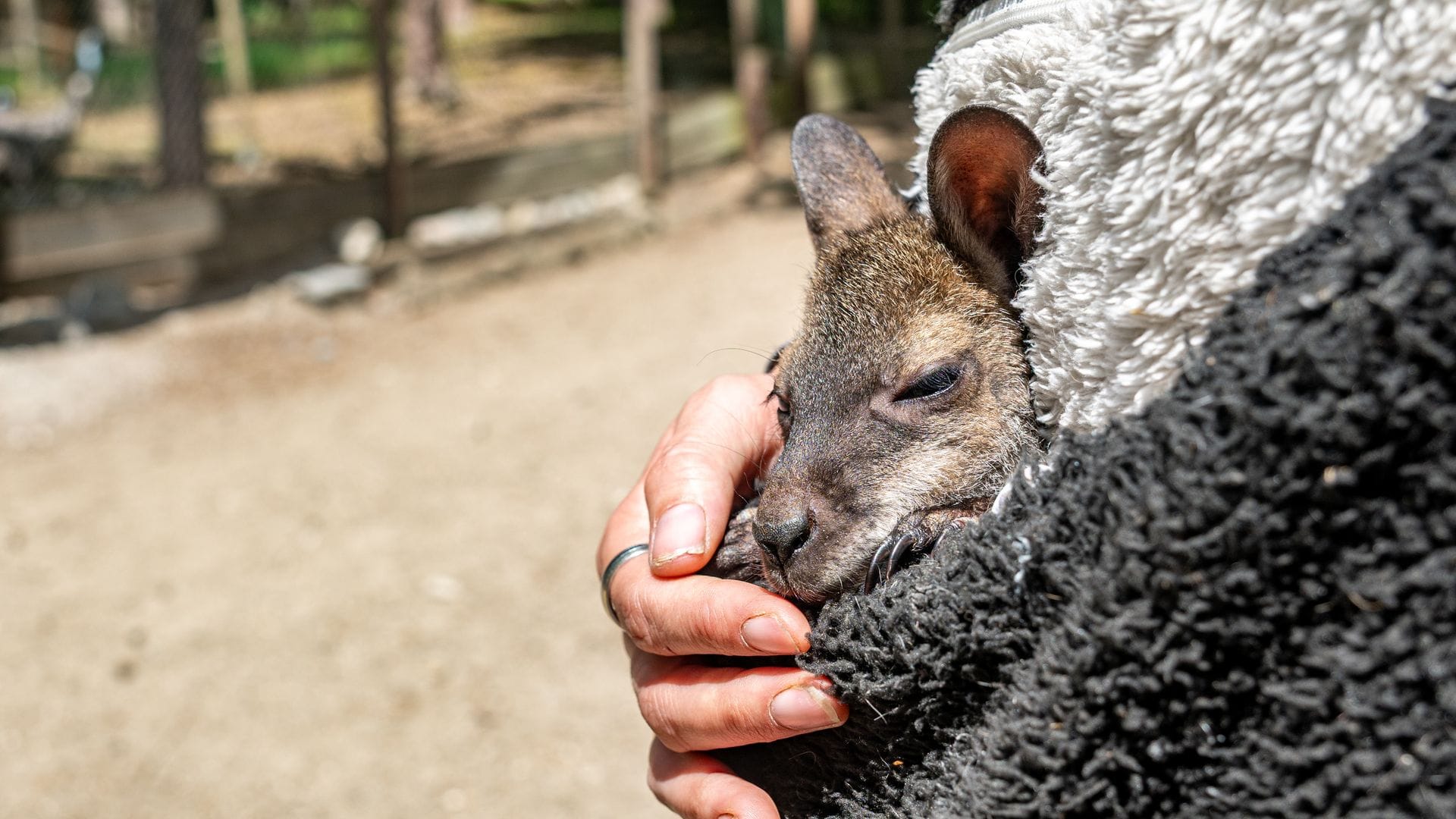 Känguru Elli schaut aus dem Pulli von Tierpark-Chefin Nicole Hoffmeister. Sie zieht das verwaiste Jungtier groß.