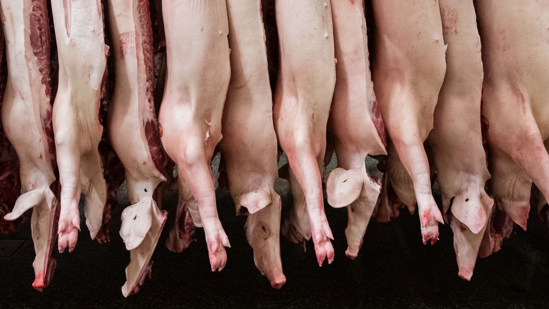 Geklagt hatte ein Unternehmen, dass sich auf die Zerlegung von Schweineköpfen spezialisiert. (Archivbild)
