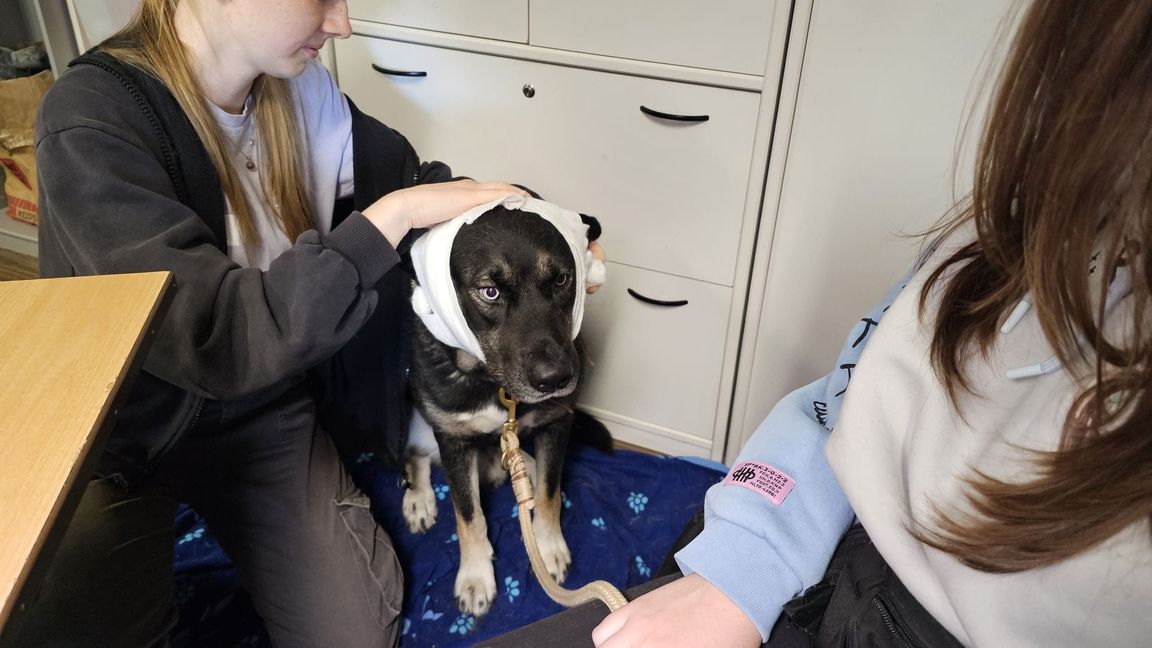 Hund "Puma" erhält im Erste-Hilfe-Kurs in Halle einen Kopfverband.
