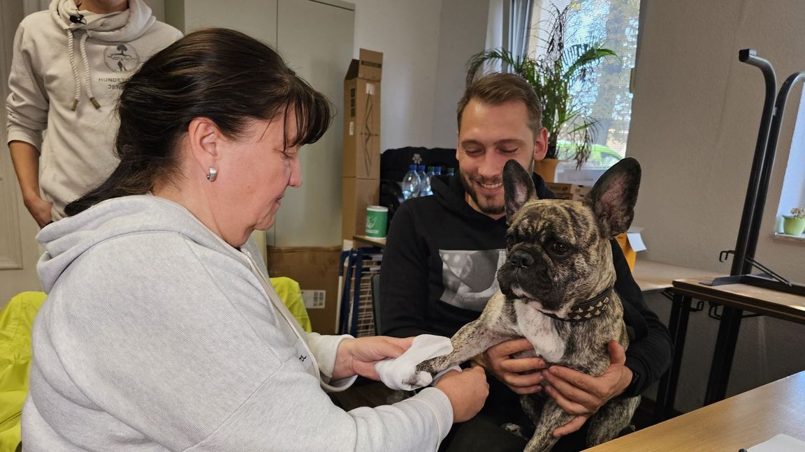 An der französischen Bulldogge "Buddy" übt eine Kursteilnehmerin das Verbinden einer Pfote.