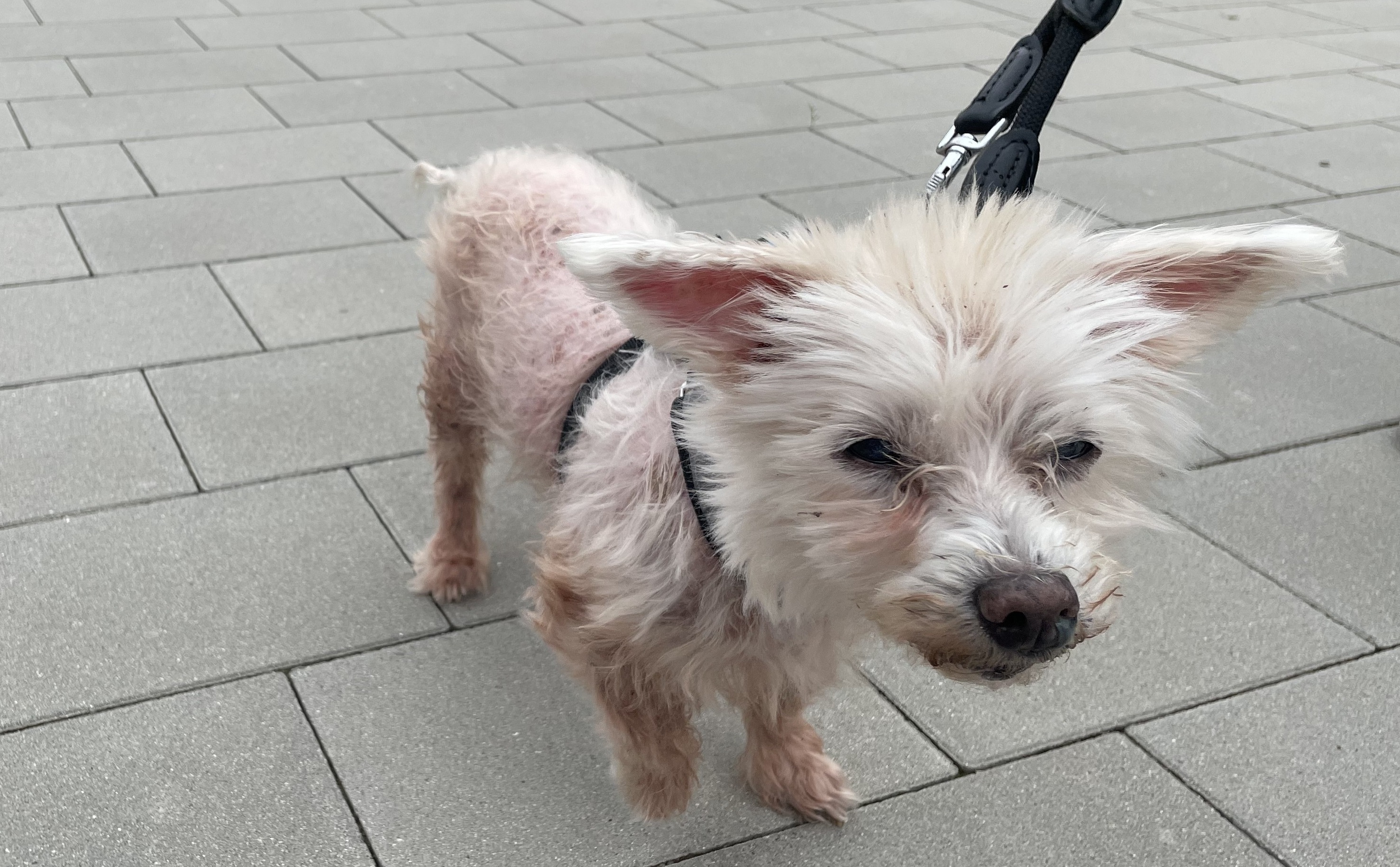 Ginny ist 17 Jahre alt und wurde an einer Raststätte ausgesetzt.