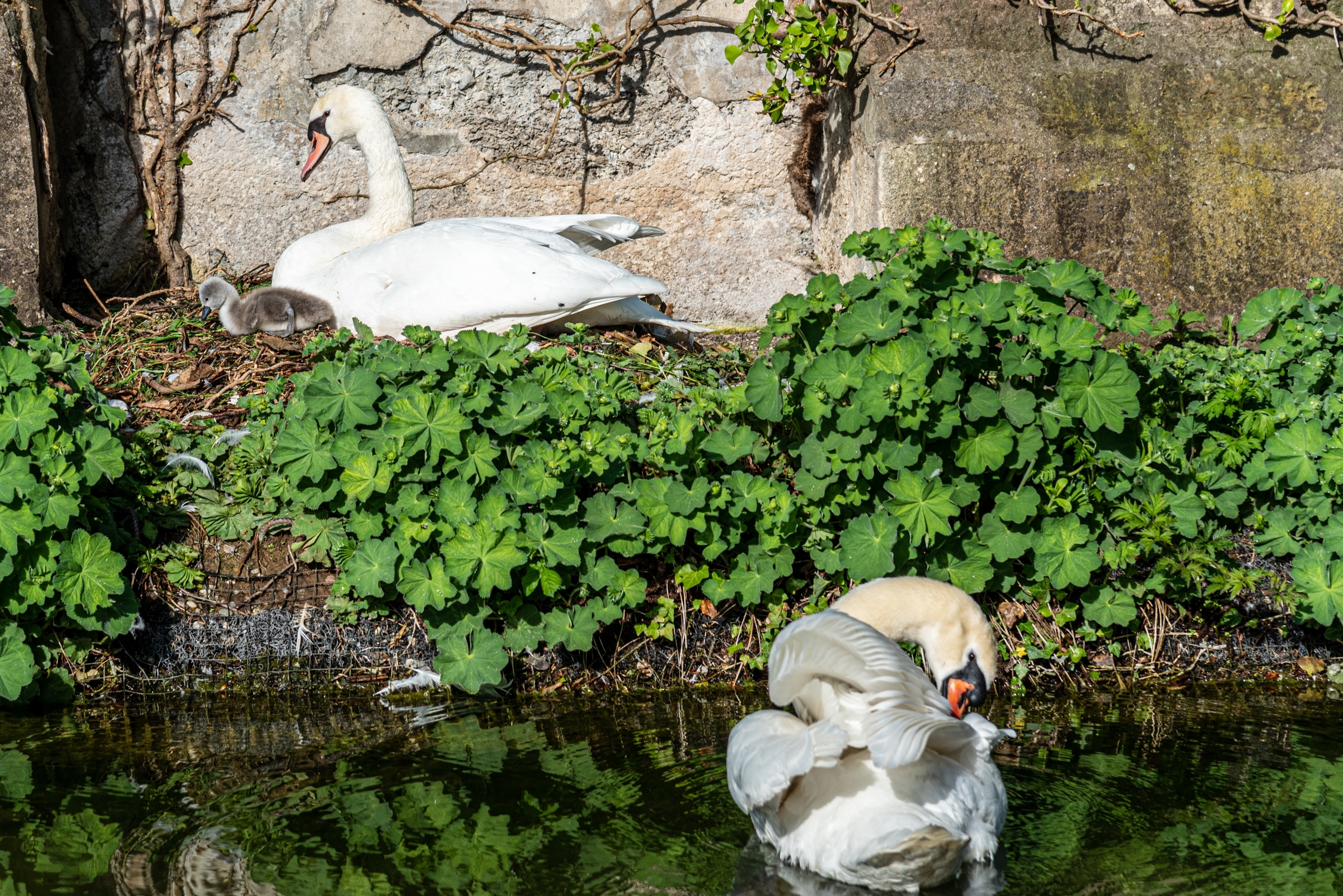Gretel sitzt auf dem Nest, brütet und hat ihre beiden bereits geschlüpften Küken immer liebevoll in ihrer Nähe, Hänsel Junior bleibt im Wasser und passt auf, dass seiner Familie niemand zu nahe kommt. Bild: Nüssle