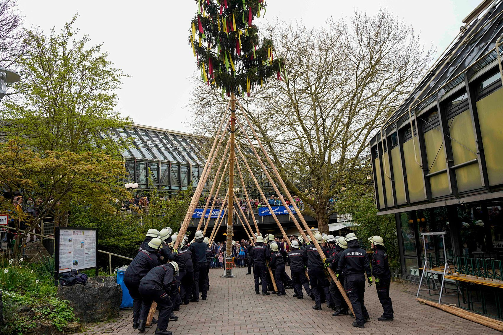 Ein vertrautes Bild, doch immer wieder beeindruckend: Die Maichinger Feuerwehrabteilung stellt den Maibaum mit schierer Muskelkraft.   Bild: Dettenmeyer