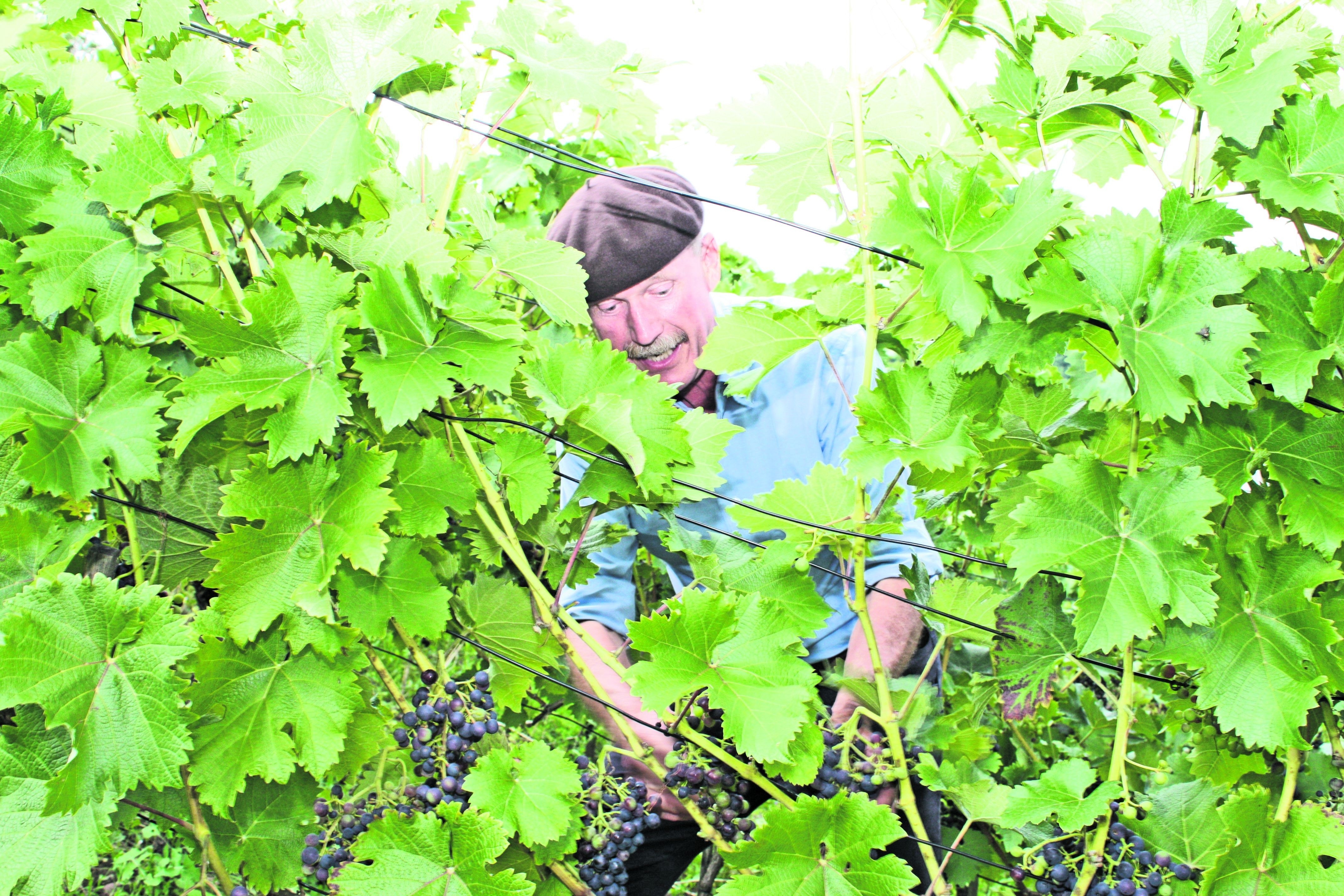 Thomas Speer in seinem Weinberg in Breitenholz. Bild: Jung/A