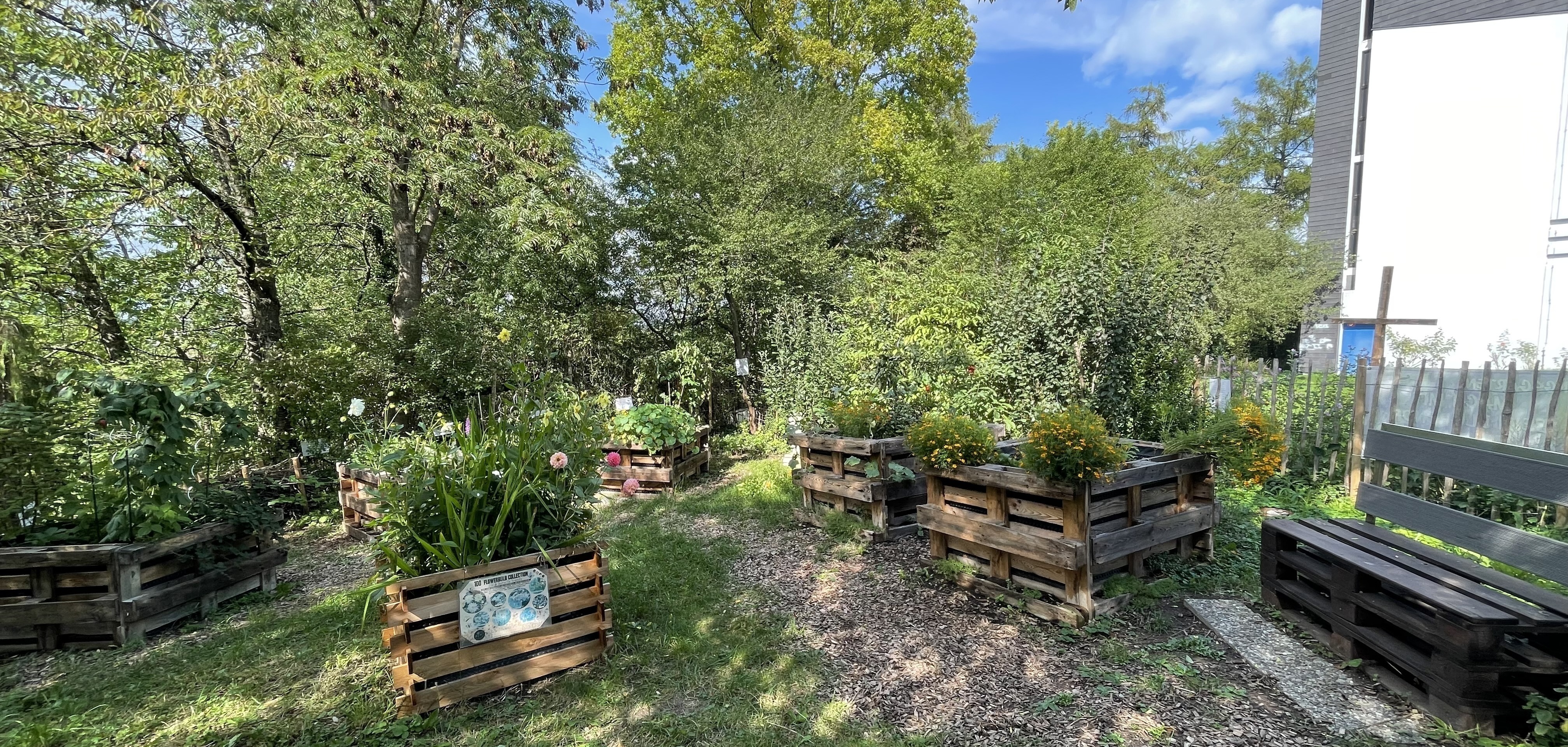Der Schöpfungsgarten liegt neben der Versöhnungskirche auf dem Goldberg in Sindelfingen. Hier wachsen Zucchini, Tomaten, Himbeeren und vieles mehr.